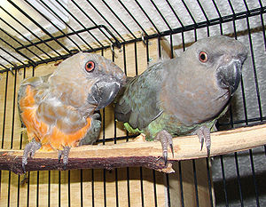 300px-Red-bellied_Parrot_pair_in_a_cage.JPG