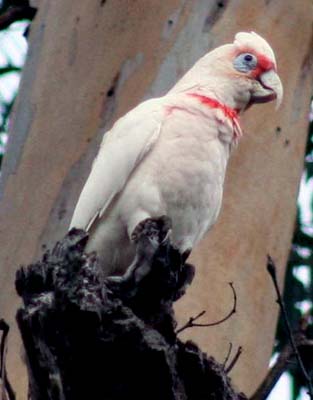 CacatuaLong-billed_Corella_620.jpg