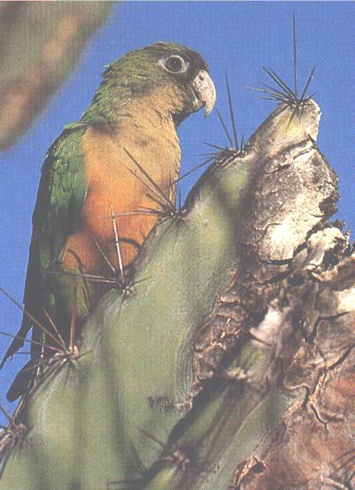 Cactus_Conure1.jpg