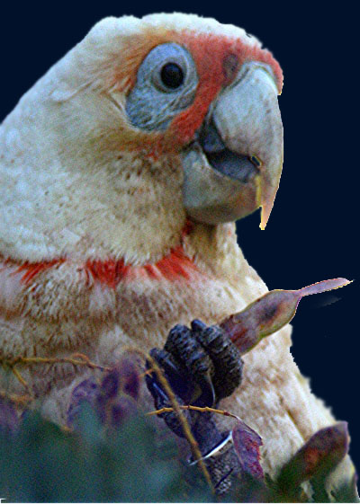 Corella_Long-billed_Dabb.jpg