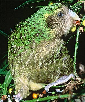 Kakapo-Male.jpg