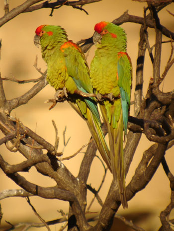 Red-fronted-Macaw-0407.jpg