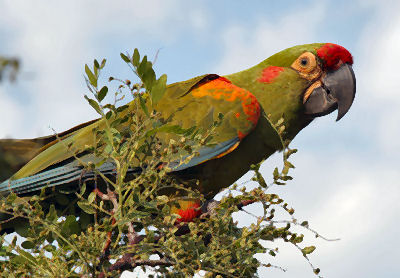 RedFrontedMacaw2WBM_AcB132.jpg