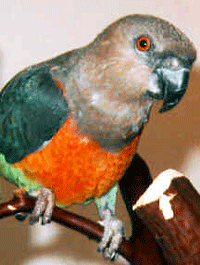 Red_Bellied_Parrot.gif
