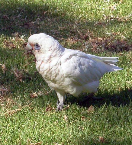 Shor-Billed-Corella.jpg