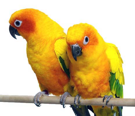 Sun-Conure-Double.jpg