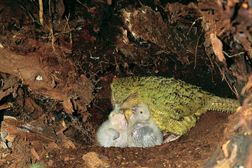 kakapo_chicks.jpg
