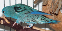 parakeet-lineolated-blue-d2.gif