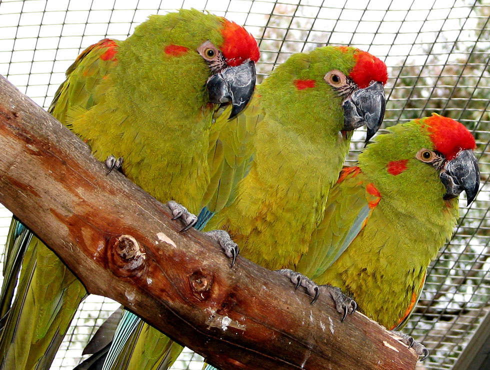 red-fronted-macaw-02.jpg