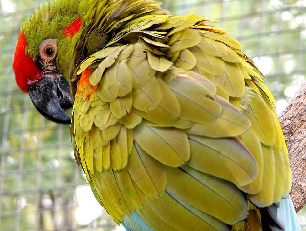 red-fronted-macaw-03.jpg