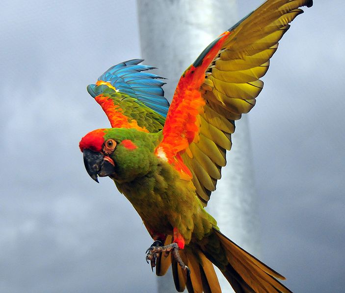 red-fronted-macaw.jpg