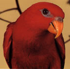 tfh_red_lory2.jpg