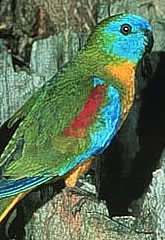turquoise_parrot_small.jpg
