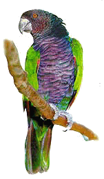 parrot2.gif