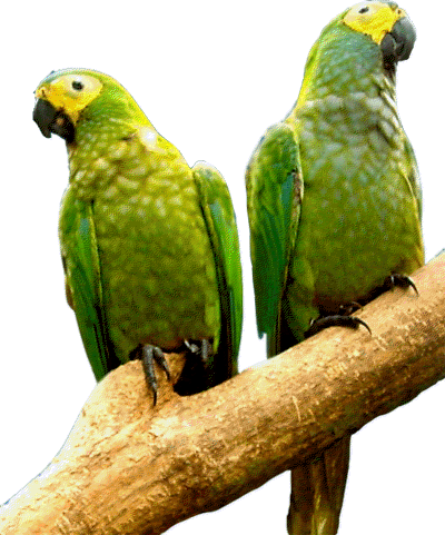 macaw-LOGO.gif