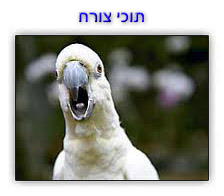  אמברלה צורח.jpg