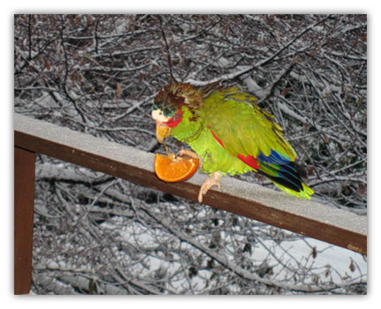 parrot_snow2.jpg